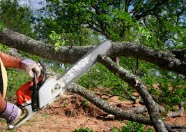 Best Tree Removal  in Parsons, TN