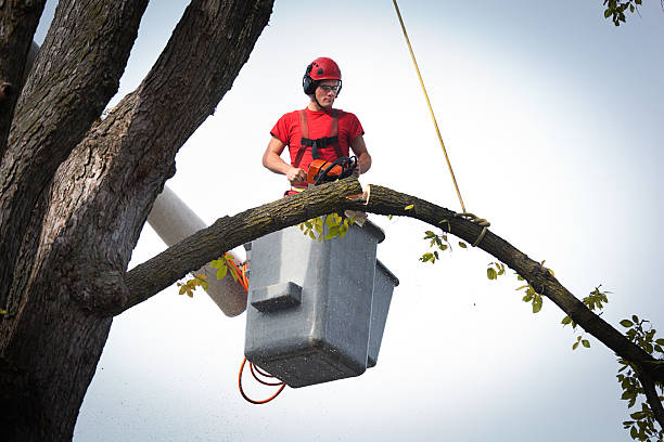 How Our Tree Care Process Works  in  Parsons, TN