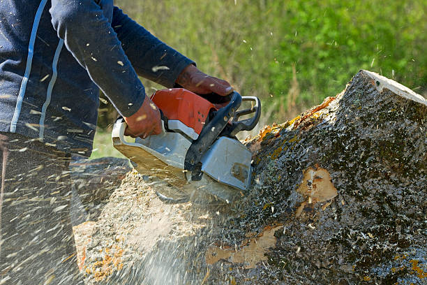 Best Tree Maintenance Programs  in Parsons, TN